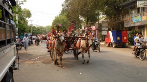 Novizenfeiern wie hier in Nyaung OO, wo die kleinen Mädchen auf Ochsenkarren fahren, zeigen die Verbundenheit der Menschen in Myanmar mit der Tradition. 