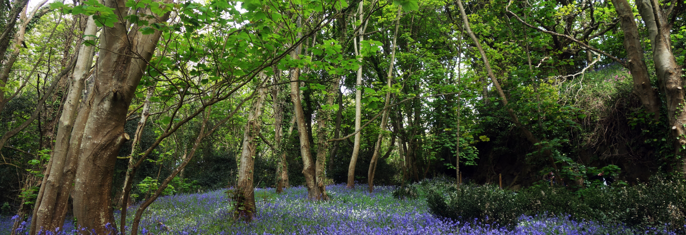 Guernsey Bluebell Wood